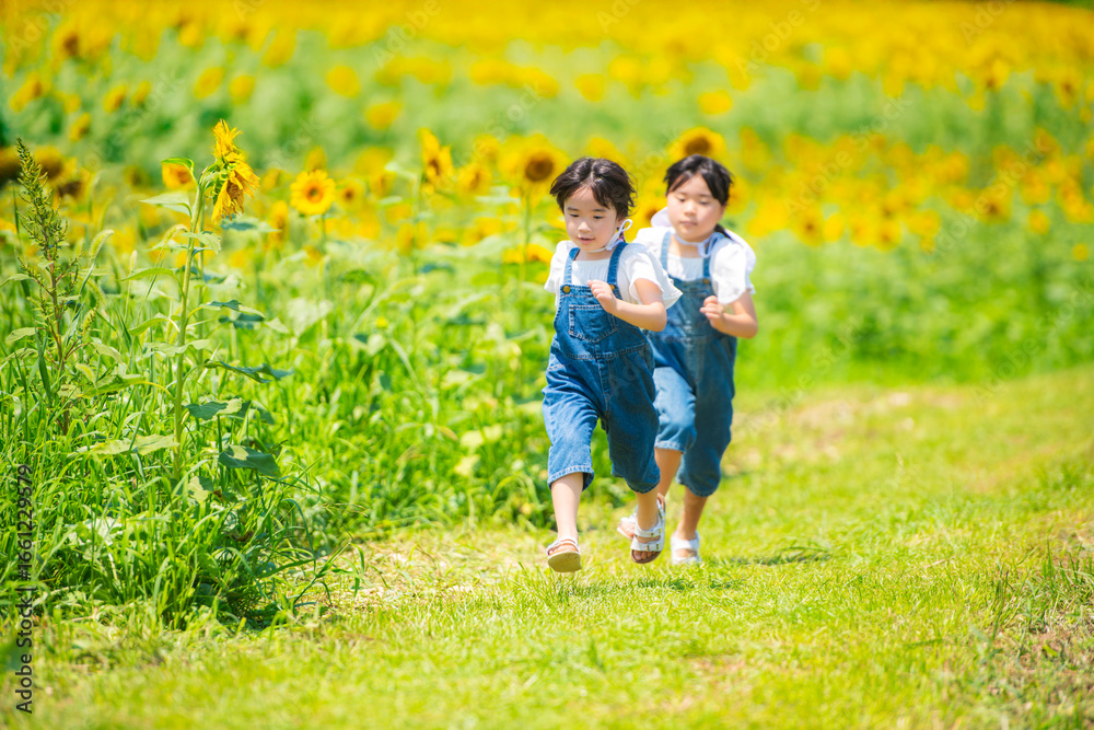 Fototapeta premium ひまわり畑を元気に走る女の子たち