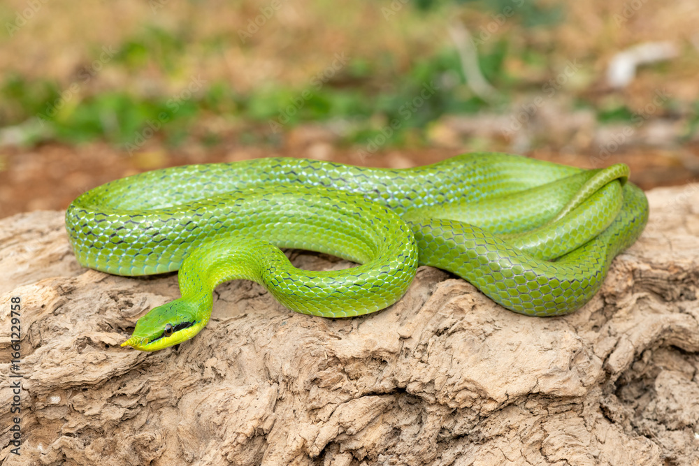 Fototapeta premium A beautiful rhinoceros ratsnake (Gonyosoma boulengeri), also known as a rhinoceros snake, rhino rat snake, and Vietnamese longnose snake. A non-venomous snake found from Vietnam to southern China