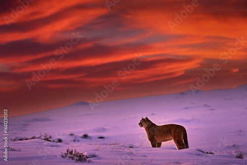 Puma landscape, nature winter habitat with snow, Torres del Paine, Chile. Wild big cat Cougar, Puma concolor, Snow sunset light and dangerous animal. Wildlife nature.