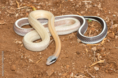 Ridley’s beauty snake (Orthriophis taeniurus ridleyi), also known as a Ridley’s beauty ratsnake, beauty ratsnake, cave dwelling ratsnake and cave racer. A non-venomous snake native to southeast Asia
