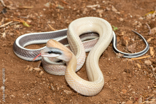 Ridley’s beauty snake (Orthriophis taeniurus ridleyi), also known as a Ridley’s beauty ratsnake, beauty ratsnake, cave dwelling ratsnake and cave racer. A non-venomous snake native to southeast Asia