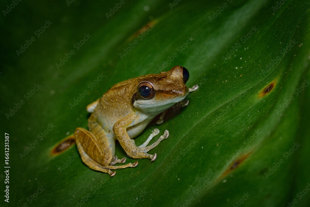 Obraz premium Gephyromantis granulatus, Grainy Madagascar frog, sitting on the leave in the tropic forest. Frog from Madagaskar, nature wildlife, Africa. Night photography, amphibian in nature.