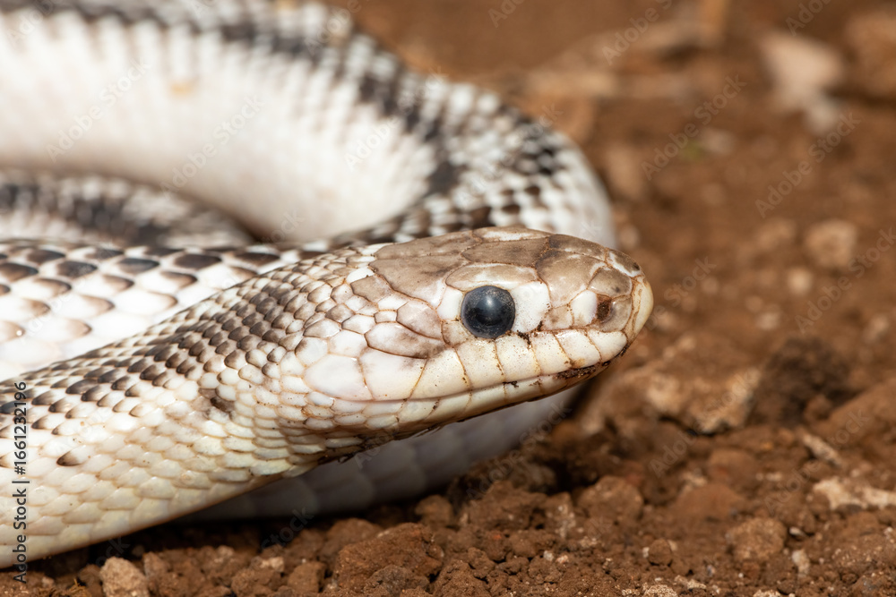 Obraz premium A beautiful white sided black ratsnake (Elaphe obsoletus obsoletus). A non-venomous colubrid snake native to the United States