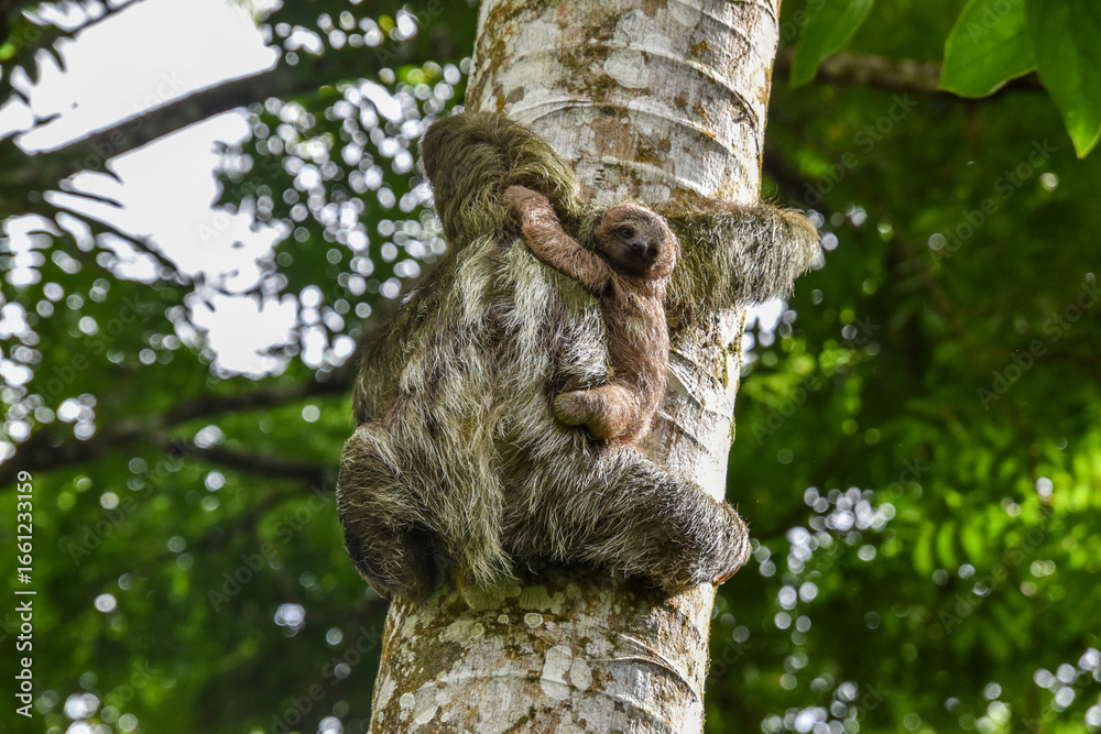 Fototapeta premium Climbing sloth with baby in the jungle of Costa Rica