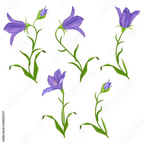 A collection of beautiful bluebells flowers on an isolated backdrop. Purple freesias in a vector graphic design element for wedding invitations and cards.