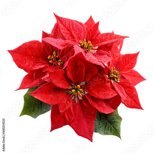 Red poinsettia flower isolated on transparent background
