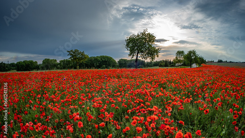 field of red poppies or Common poppy, corn poppy, corn rose, field poppy, flanders poppy, in latin Papaver Rhoaes