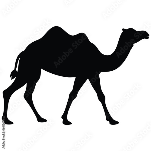 vector illustration of  camel 