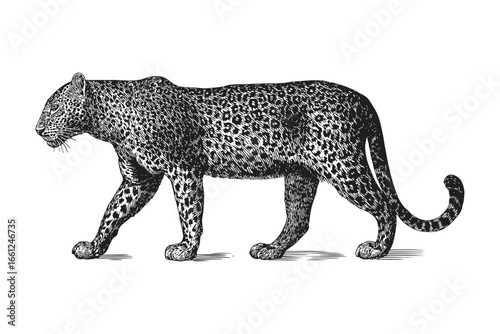 Majestic Cheetah Stride Vector for Wildlife Graphics