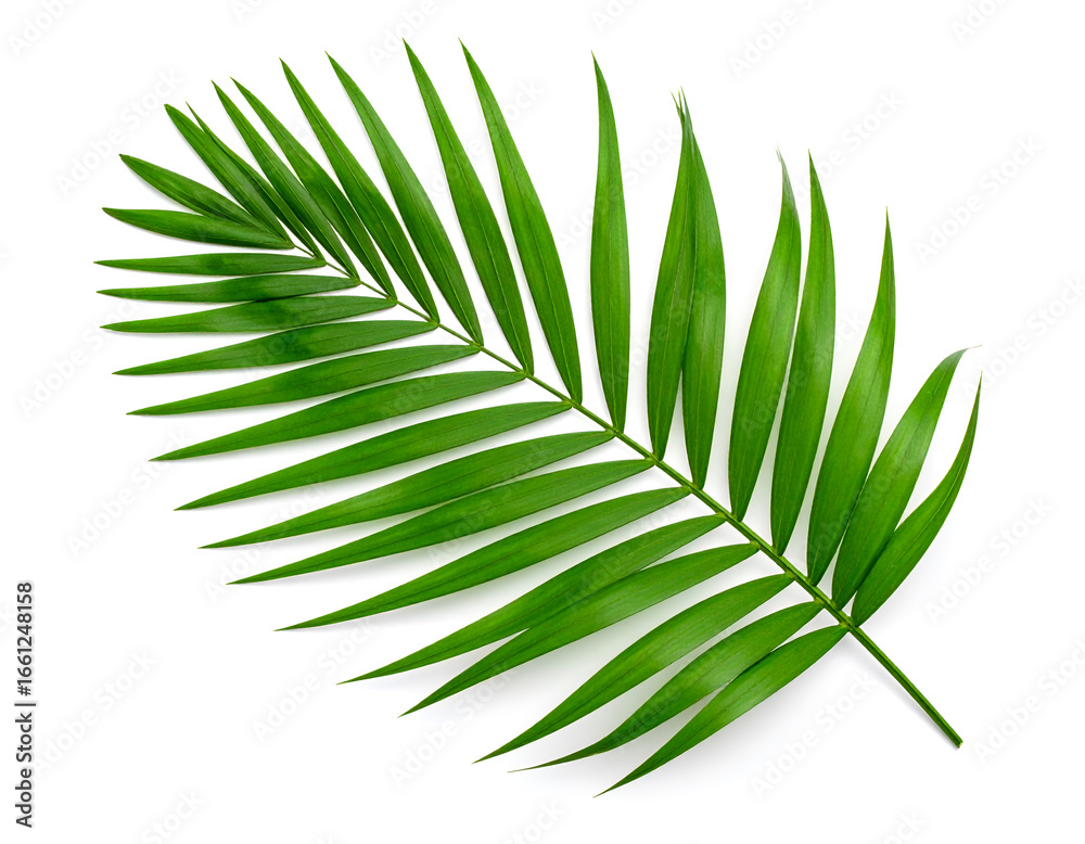 Fototapeta premium A single green palm leaf on a white background, representing nature and tropical themes. Generative AI