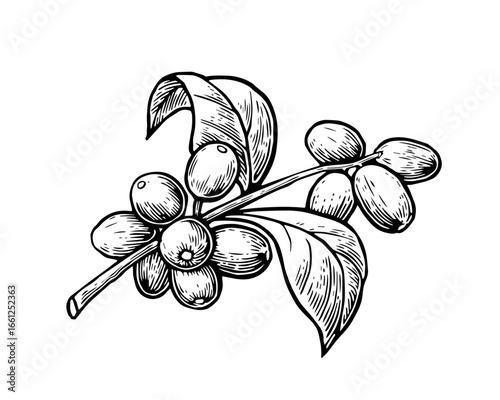 Coffee plant illustration