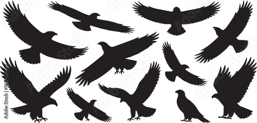 bird of prey silhouettes pack with varied flying perched eagle hawk vector shapes for design wildlife anatomy study