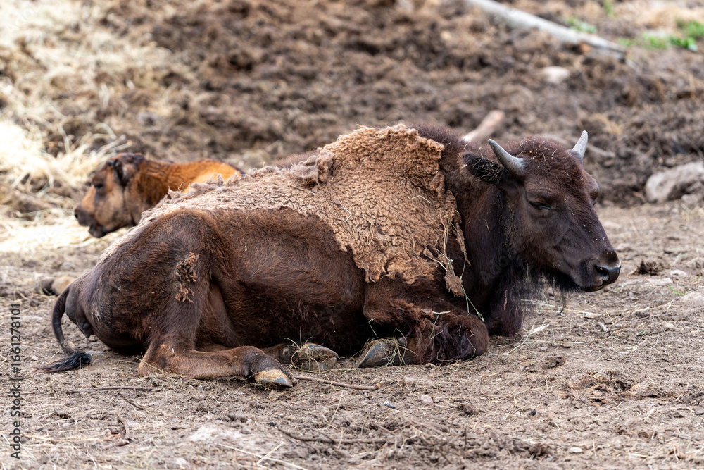 Fototapeta premium Elch und Bison in Schweden