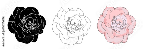 Camellia flowers head vector set. Camellia and rose flower collection for spring with various colors for spring season isolated in white background. Vector illustration.