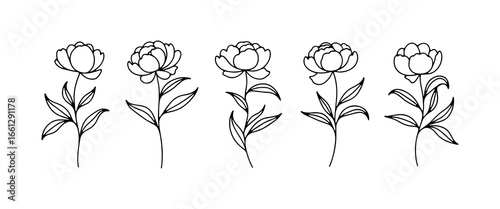Delicate floral line art featuring five peony flowers in various stages of bloom, perfect for design and decoration inspiration