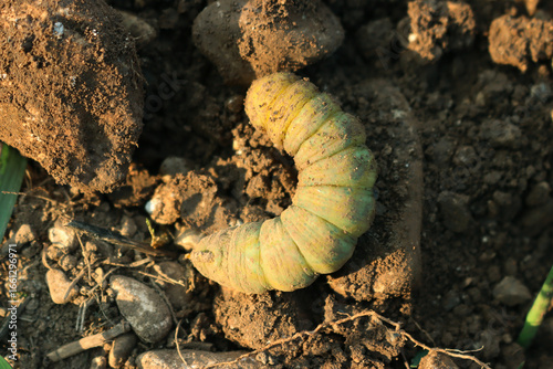 Foto Greater Death's Dead Hawk-moth caterpillar in the ground