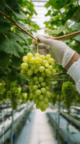 A Hand Harvesting a Bunch of Hydroponic Grapes