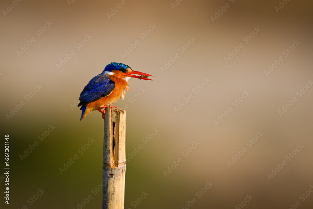 Obraz premium Malachite kingfisher on wood post holds bug