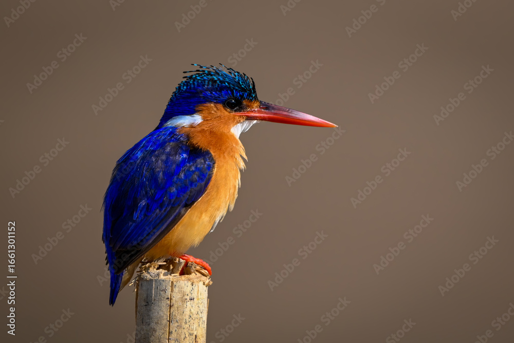 Fototapeta premium Malachite kingfisher on wood post facing right