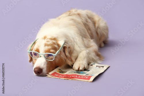 Cute Australian Shepherd do...