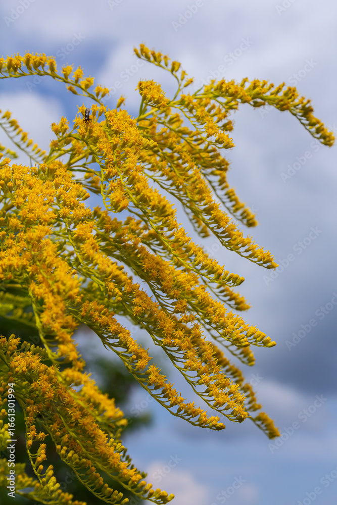 Naklejka premium Canadian goldenrod, cluster of small yellow flower heads, close up. Solidago canadensis or brendiae is an ornamental perennial herb, herbaceous flowering plant of the family Asteraceae, Compositae