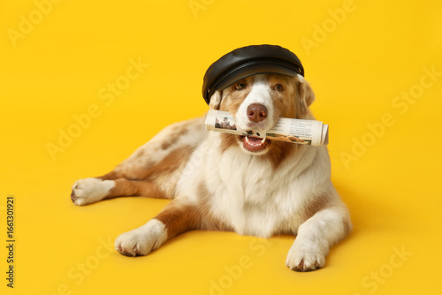 Cute Australian Shepherd do...