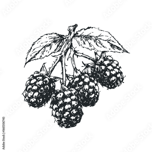 Hand-drawn sketch of ripe raspberries with green leaves on a branch