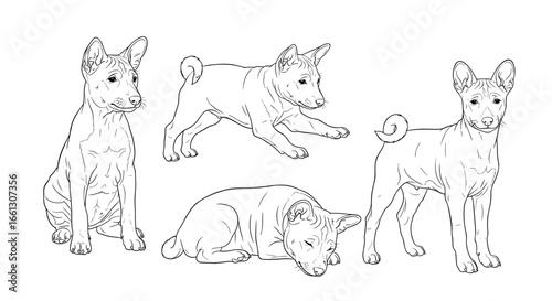Four playful Basenji puppies in various poses showcasing their playful nature