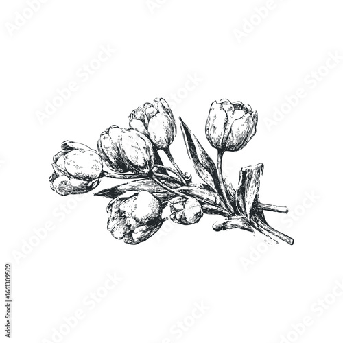 Ink sketch of a delicate cluster of tulips on a white background