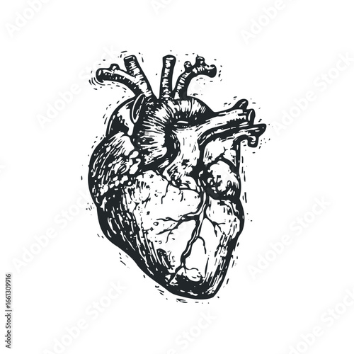 Black and White Anatomical Heart Graphic with Detailed Veins and Texture