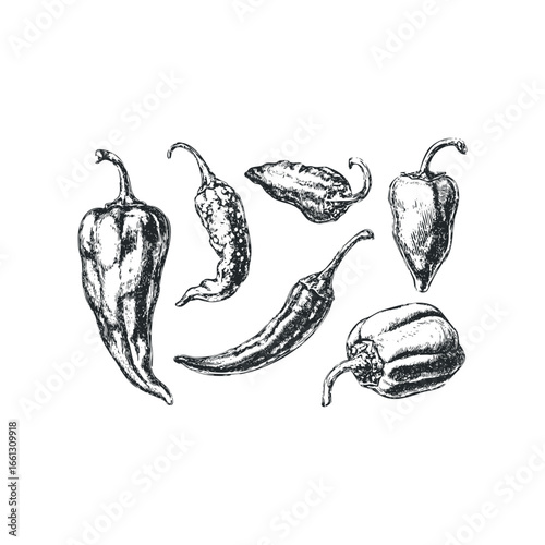 Collection of Sketchy Chili Peppers and Bell Pepper on White