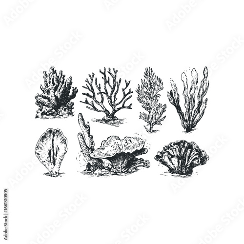 Detailed Engraved Coral and Seaweed Collection