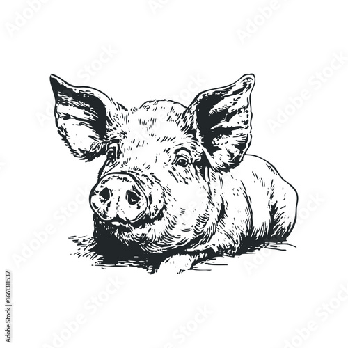 Hand-drawn sketch of a young piglet lying down with large ears and a curious expression