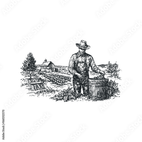Farmer in hat harvesting crops into wooden barrel in field with barn