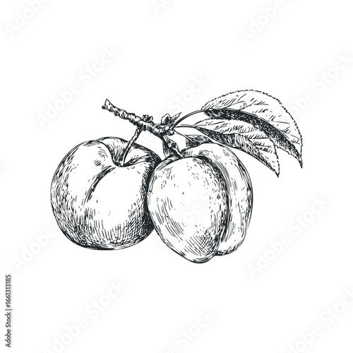 Hand drawn sketch of two ripe plums on a branch with leaves
