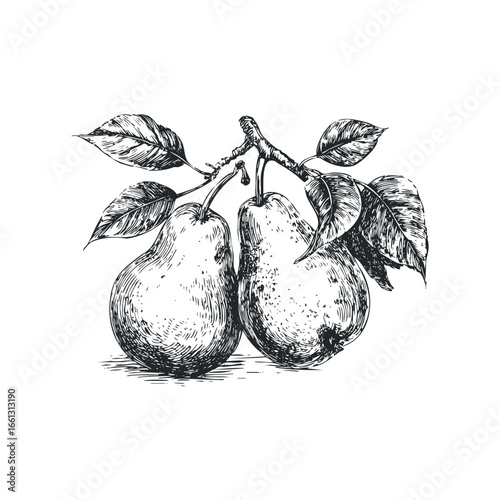 Hand Drawn Sketch of Two Ripe Pears on a Branch with Leaves