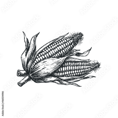Two Ears of Corn with Husks Hand Drawn Sketch