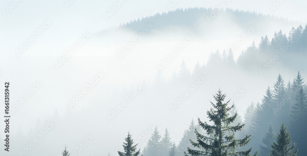 Obraz premium Foggy mountain landscape with evergreen trees in a muted color palette.