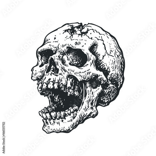 Detailed Sketch of a Human Skull with an Open Jaw