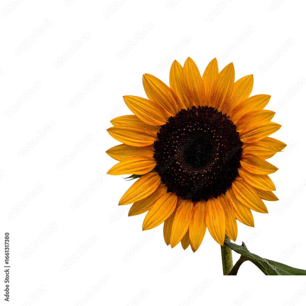 Fototapeta premium Sunflower, flowers isolated on transparent background, Yellow, yellow flower, isolated Photo summer flowers on white background By Pixel Town 