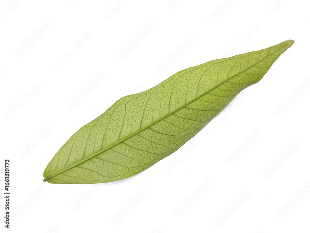 Obraz premium Green rose apple leaf isolated on white background 