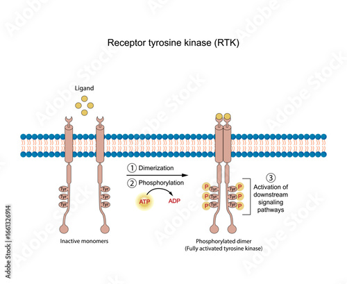 Tyrosine kinase receptor, RTK. Dimerization, phosphorylation, activation. Cell membrane receptors for ligands as growth factors and cytokines. Insulin receptor. Vector illustration.	
