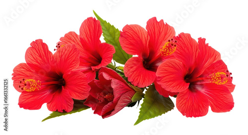 Isolated Hibiscus Flowers