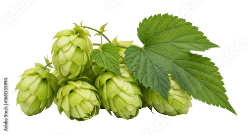 Photos Isolated Hop Cones with Leaves