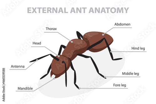 External anatomy of an ant. 3d isometric flat illustration.