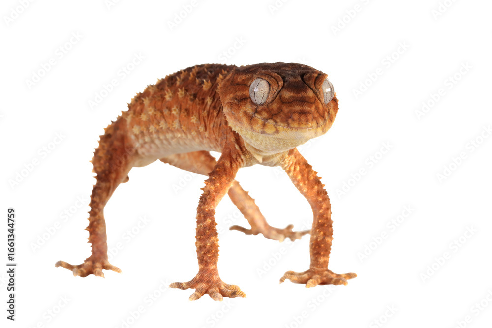 Naklejka premium Centralian rough knob-tail gecko (Nephrurus amyae) on isolated background, Nephrurus amyae or centralian rough knob-tailed gecko