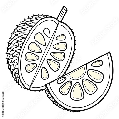 Detailed line art illustration of a halved durian and a wedge revealing its creamy pods, showcasing intricate textures and shapes
