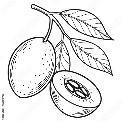 Detailed line art illustration featuring fresh dates on a branch with leaves and a halved date showcasing the seed inside, artistic drawing