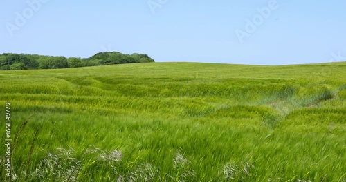 Im Wind wogendes Feld in hügeliger Landschaft auf der Insel Als, Dänemark