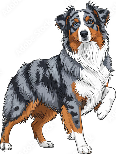 Australian Shepherd dog standing with paw raised vector illustration
